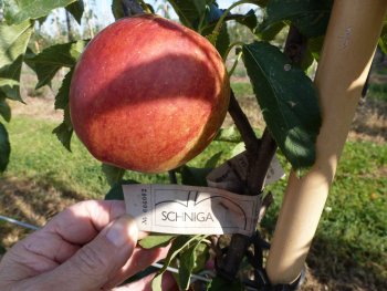 Gala Schniga apple